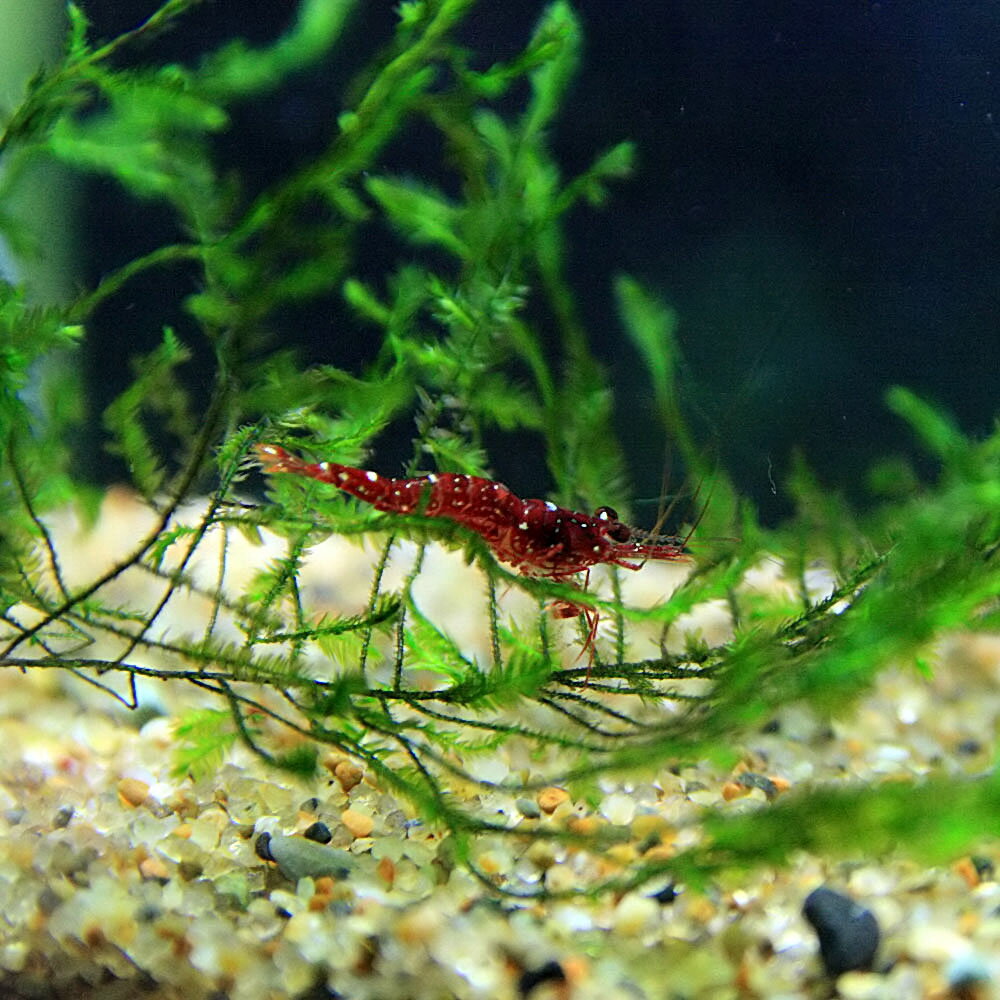 (エビ)ダイナソーシュリンプ　（約1cm）（3匹）【水槽/熱帯魚/観賞魚/飼育】【生体】【通販/販売】【アクアリウム/あくありうむ】【小型】