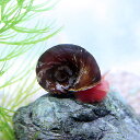(貝)レッドラムズホーン(Sサイズ 3個)【水槽/熱帯魚/観賞魚/飼育】【生体】【通販/販売】【アクアリウム/あくありうむ】