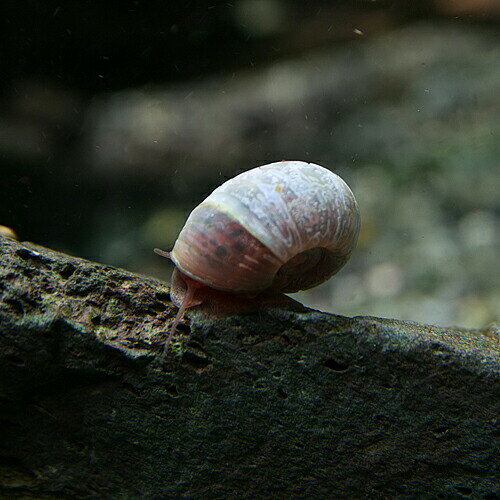 (貝)ブルーラムズホーン　（約1cm）（3個）【水槽/熱帯魚/観賞魚/飼育】【生体】【...