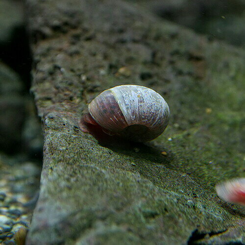 (貝)ブルーラムズホーン　（約1cm）（3個）【水槽/熱帯魚/観賞魚/飼育】【生体】【...