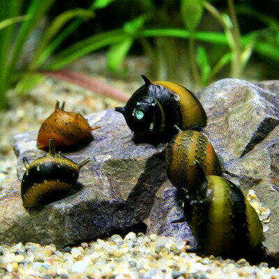 (貝)カラーサザエ石巻貝　（約1cm）（10匹）【水槽/熱帯魚/観賞魚/飼育】【生体】【通販/販売】【アクアリウム/あくありうむ】【小型】 その1