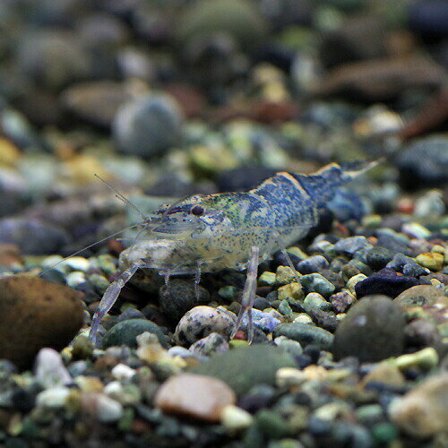 (エビ)インド　カメレオン　シュリンプ　（約3-4cm）（1匹）【水槽/熱帯魚/観賞魚/飼育】【生体】【通販/販売】【アクアリウム/あくありうむ】【小型】