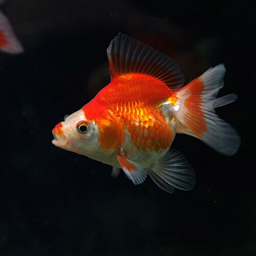 【学名】 Carassius　auratus　var． 【最大全長】 約15cm 【適正水温】 10～26℃ 【水質】 中性～弱アルカリ性 【分布】 改良品種 【混泳】 金魚同士や、温和な日本産淡水魚が混泳に向いています 【当店の与えている餌】 冷凍赤虫 【その他オススメな餌】 各人工飼料 【推奨水槽サイズ】 45cm～ 【特徴】 特徴 】 寸詰まり で 体高 の ある 丸い 体 、 各 ヒレ が 伸長 し 、 特に 尾ビレ は 長く 発達 する こと が 特徴 です . 　飼育は基本的な知識さえあれば容易で、水質に対する適応力もあり、ある程度の低水温にも耐えられます。遊泳力が強くない為、水流は出来る限り抑えるとよいでしょう。種類によっては水草を食害する可能性があります。餌はたいていの人工飼料に餌付きますが、美しさを引き出す為に色揚げ効果のある餌を与えるとよいでしょう。 【繁殖難易度】 【入荷頻度】 半年に1度位 【関連キーワード】 ▼(熱帯魚) (金魚) (無加温)[fish]