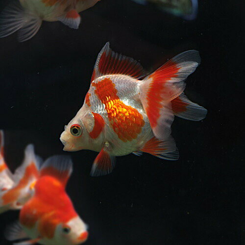 (金魚 生体)更紗琉金(サラサ琉金)【国産】（約4-6cm）（1匹）【水槽/熱帯魚/観賞魚...