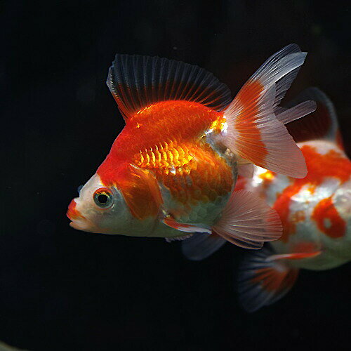 (金魚 生体)更紗琉金(サラサ琉金)【国産】（約4-6cm）（1匹）【水槽/熱帯魚/観賞魚...