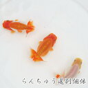 (金魚 生体)国産 らんちゅう （5-6cm前後）（1匹）【水槽/熱帯魚/観賞魚/飼育】【生体】【通販/販売】【アクアリウム/あくありうむ】【小型】