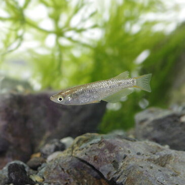 琥珀光ラメ メダカ (約2-3cm)<5匹> 【水槽/熱帯魚/観賞魚/飼育】【生体】【通販/販売】【アクアリウム/あくありうむ】