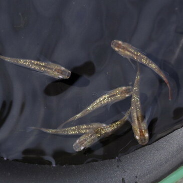 琥珀光ラメ メダカ (約2-3cm)<5匹> 【水槽/熱帯魚/観賞魚/飼育】【生体】【通販/販売】【アクアリウム/あくありうむ】