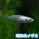 (めだか)螺鈿光メダカ (1匹)【水槽/熱帯魚/観賞魚/飼育】【生体】【通販/販売】【アクアリウム/あくありうむ】【小型】