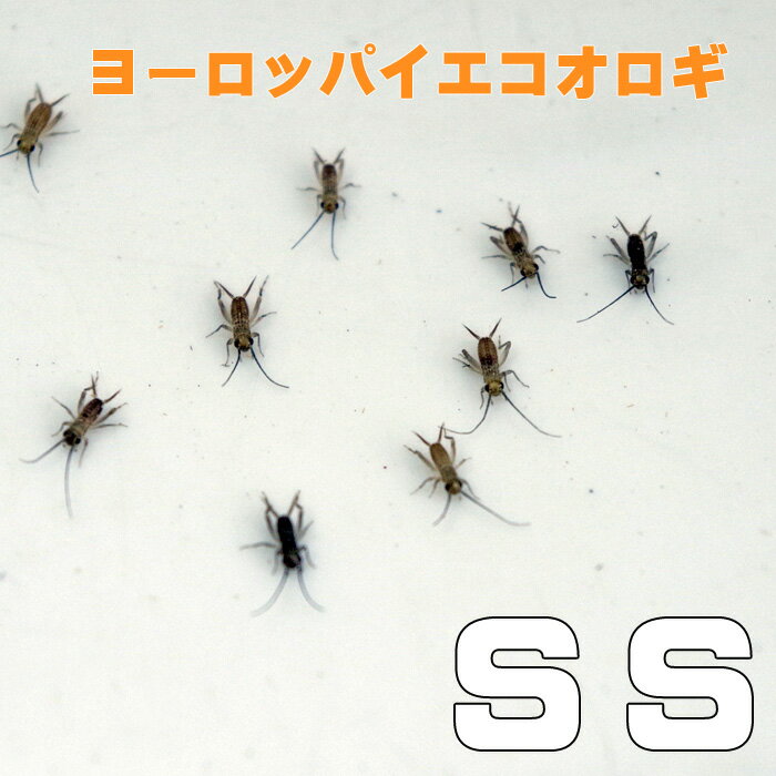 お取り寄せ（3－4営業日）　餌昆虫　 ヨーロッパイエコオロギ SSサイズ　300匹+【代引き不可】【冬季航空便地域発送不可】　活餌　爬虫..