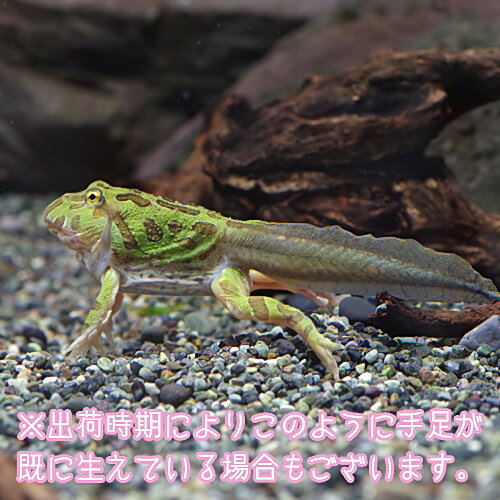 両生類 クランウェルツノガエル おたまじゃくし 約4cm 1匹 【水槽/熱帯魚/観賞魚/飼育】【生体】【通販/販売】【アクアリウム/あくありうむ】【小型】