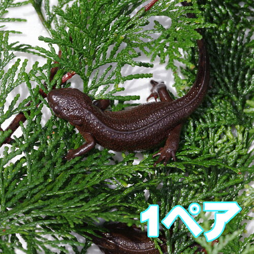 (両生類)アカハライモリ　（8-10cm）（1ペア）【水槽/熱帯魚/観賞魚/飼育】【生体】【通販/販売】【アクアリウム/あくありうむ】【小型】のサムネイル