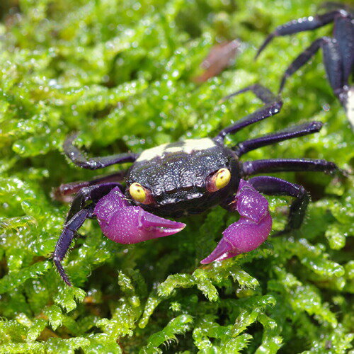 (カニ)バンパイア クラブ　（約2cm）（3匹）