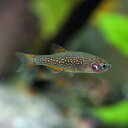 (熱帯魚 生体)ミクロラスボラハナビ (約1.5cm)(1匹)【水槽/熱帯魚/観賞魚/飼育】【生体】【通販/販売】【アクアリウム/あくありうむ】【小型】