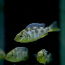 (熱帯魚 生体)ニンボクロミス ベネスタス (約7cm)(1匹)【水槽/熱帯魚/観賞魚/飼育】【生体】【通販/販売】【アクアリウム/あくありうむ】【小型】(4)