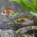 (熱帯魚 生体)ニューレインボーラミレジ　（約3-4cm）（1ペア）【水槽/熱帯魚/観賞魚/飼育】【 ...