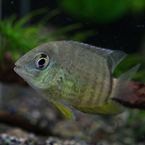 (熱帯魚 生体)セベラム　（約5cm）（1匹）【水槽/熱帯魚/観賞魚/飼育】【生体】【通販/販売】【アクアリウム/あくありうむ】【小型】のサムネイル