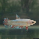 (ネオスセール)(熱帯魚 ベタ)ファンシーカラー ベタ プラガット 色おまかせ メス ♀ (1匹)