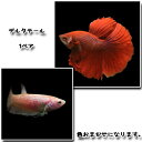 (熱帯魚 生体)ベタ　デルタテール（1ペア）【水槽/熱帯魚/観賞魚/飼育】【生体】【通販/販売】【アクアリウム/あくありうむ】【小型】