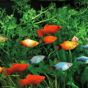 (熱帯魚 生体)ミックスプラティ　（約2-3cm）（20匹）【雌雄指定、種類指定不可】【水槽/熱帯魚/観賞魚/飼育】【生体】【通販/販売】【アクアリウム/あくありうむ】【小型】