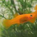 (ネオスセール)(熱帯魚 生体)オレンジモーリー (約3-4cm)(6匹)