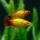 (熱帯魚 生体)ネオンゴールド ミッキーマウスプラティ （約3-3.5cm）（6匹）【水槽/熱帯魚/観賞魚/飼育】【生体】【通販/販売】【アクアリウム/あくありうむ】【小型】