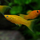(熱帯魚 生体)オレンジライヤーモーリー (約4cm)(8匹)