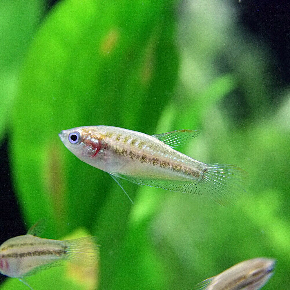 (熱帯魚 生体)ピグミーグラミー　（約2cm）（12匹）【水槽/熱帯魚/観賞魚/飼育】【生体】【通販/販売】【アクアリウム/あくありうむ】【小型】