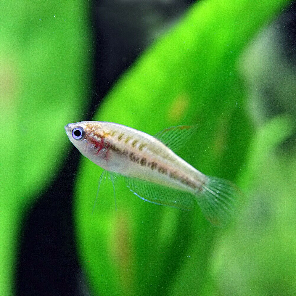 (熱帯魚 生体)ピグミーグラミー　（約2cm）（12匹）【水槽/熱帯魚/観賞魚/飼育】【生体】【通販/販売】【アクアリウム/あくありうむ】【小型】