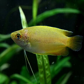 (熱帯魚 生体)ゴールデンハニードワーフグラミー　（約4cm）（3匹）【水槽/熱帯魚/観賞魚/飼育】【生体】【通販/販売】【アクアリウム/あくありうむ】【小型】