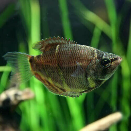 (熱帯魚 生体)チョコレートグラミー　（約2-3cm）（3匹）【水槽/熱帯魚/観賞魚/飼育】【生体】【通販/販売】【アクアリウム/あくありうむ】【小型】のサムネイル
