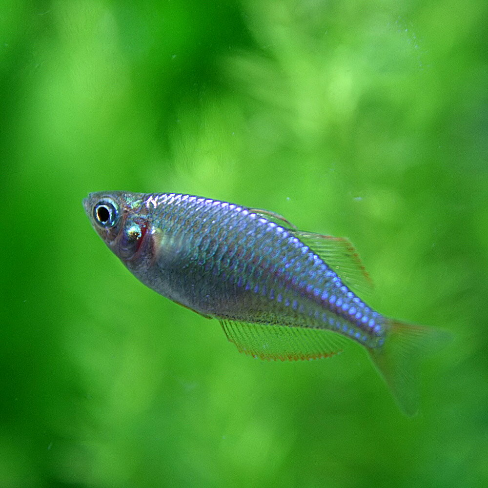 (熱帯魚 生体)ネオンドワーフレインボー　（約2-3cm）（100匹）【水槽/熱帯魚/観賞魚/飼育】【生体】【通販/販売】【アクアリウム/あくありうむ】【小型】 1