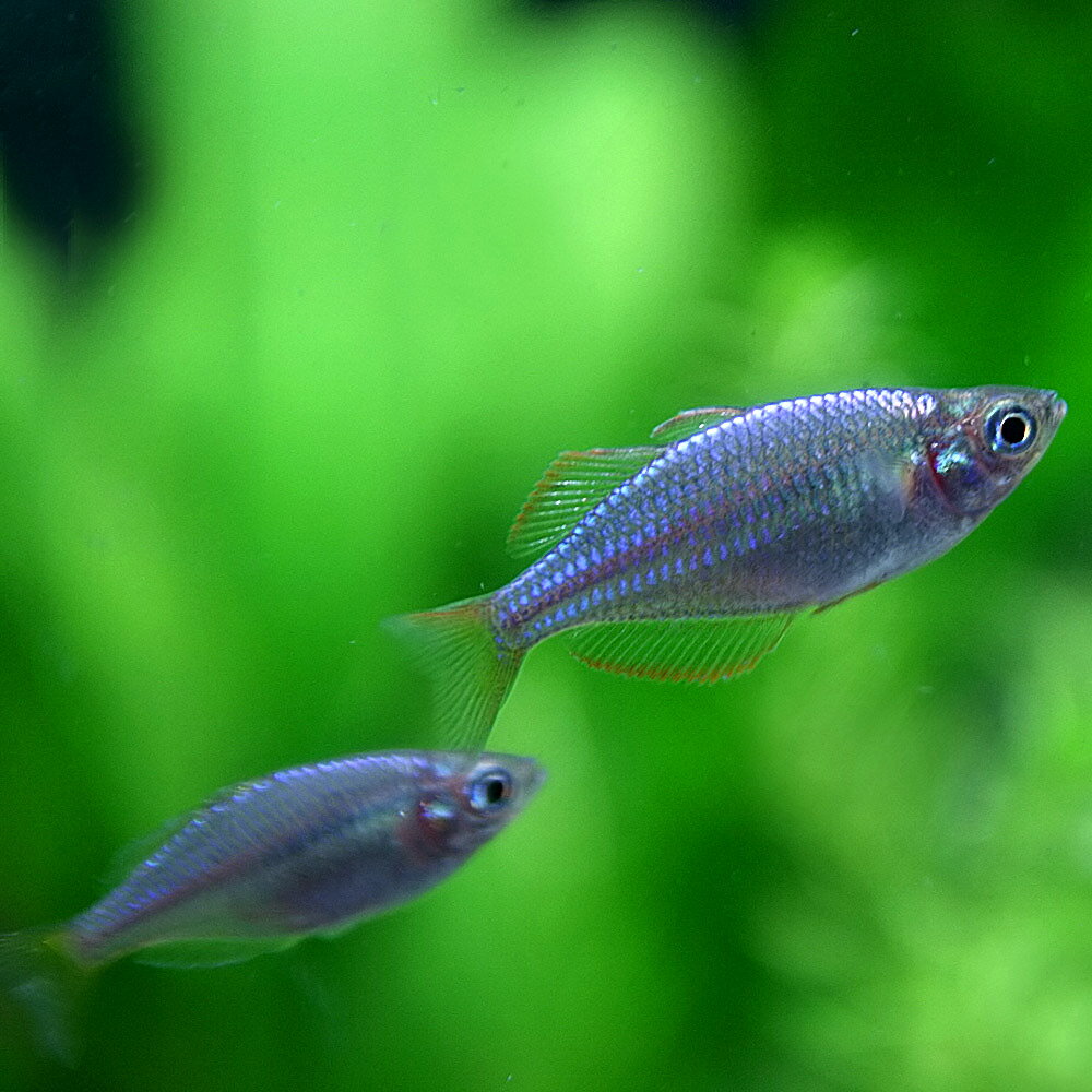 (熱帯魚 生体)ネオンドワーフレインボー　（約2-3cm）（100匹）【水槽/熱帯魚/観賞魚/飼育】【生体】【通販/販売】【アクアリウム/あくありうむ】【小型】 2