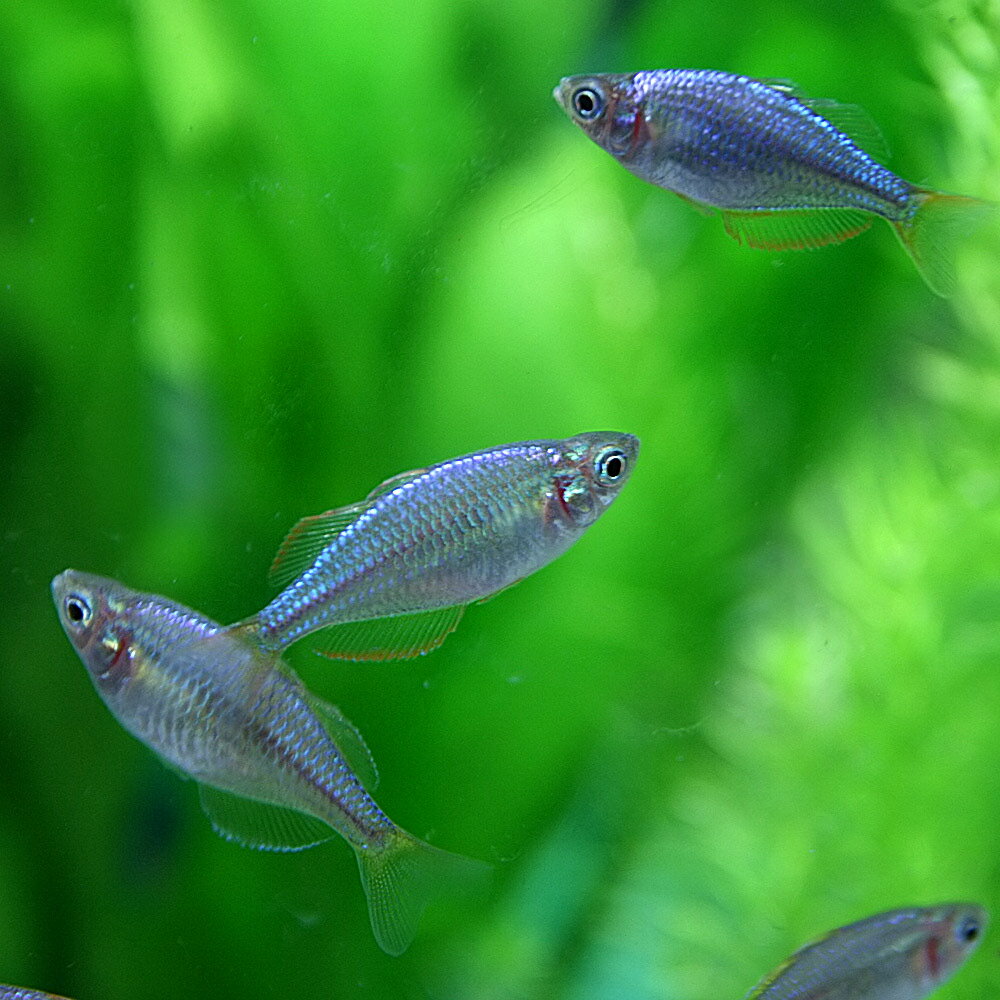 (熱帯魚 生体)ネオンドワーフレインボー　（約2-3cm）（100匹）【水槽/熱帯魚/観賞魚/飼育】【生体】【通販/販売】【アクアリウム/あくありうむ】【小型】 3