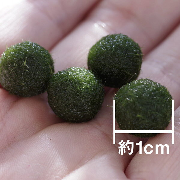 (水草)国産　ミニ　マリモ　（約1cm）（1個）【水槽/熱帯魚/観賞魚/飼育】【生体】...