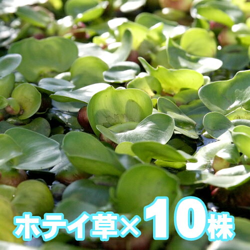 ホテイアオイ 【学名】 Eichhornia crassipes 【分類】 ミズアオイ科 【分布】 南米 【水質】 弱酸性～弱アルカリ性 【光量】 60cm20W3灯以上 【Co2】 必要ないです 【成長速度】 早い　 【推奨水槽サイズ】 cm～ 【底砂】　必要なし 【植栽位置】 　水面 【特徴】 水辺に生育する浮遊植物です。葉柄は中部が浮嚢となりますが、過密育成や、水深が浅い環境ではこの浮嚢は発達しません。花期は6-11月で薄紫の花を咲かせます。原産地は南米ですが、世界各地に帰化しています。耐寒性はない為、冬季は保温の必要があります。 【入荷頻度】 シーズン物（夏季） 【関連キーワード】 ホテイソウ　ホテイ草 ▼(熱帯魚) (水草) (ミズクサ)[mizukusa][mizukusa]