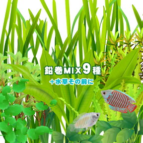 (水草)おまかせ水草　前景～後景　鉛巻きMIX（ミックス）　（9種）＋水草その前に（1個）！　前景～後景までバランス良く揃ったオススメ商品です！【水槽/熱帯魚/観賞魚/飼育】【生体】【通販/販売】【アクアリウム/あくありうむ】【小型】