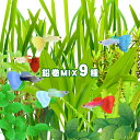 (水草)おまかせ水草　前景～後景　鉛巻きMIX（ミックス）　（9種・9個）！　前景～後景までバランス良く揃ったオススメ商品です！