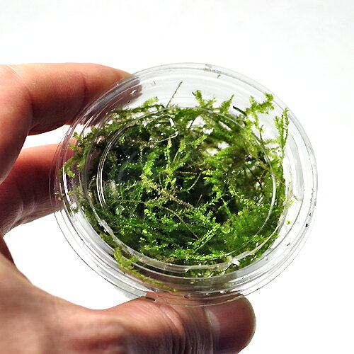 (水草)ウィローモス　S　1カップ【水槽/熱帯魚/観賞魚/飼育】【生体】【通販/販売...