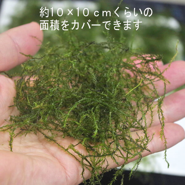(水草)ウィローモス　S　1カップ【水槽/熱帯魚/観賞魚/飼育】【生体】【通販/販売...