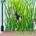 (水草)バリスネリアMIX（ミックス）　（20本）　【水槽/熱帯魚/観賞魚/飼育】【生体】【通販/販 ...