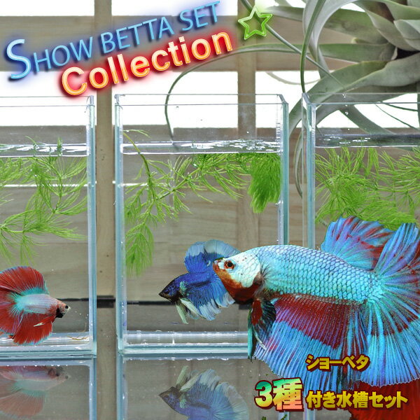 ベタ飼育コレクションシリーズ　ショーベタ　生体付き　水槽Mセット【新着】【水槽セット】【飼育セット】　【新着】【水槽/熱帯魚/観賞魚/飼育/セット水槽/オブジェ】【生体】【通販/販売】【アクアリウム/あくありうむ】【小型】のサムネイル