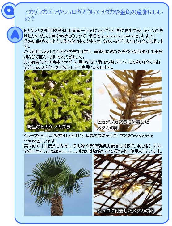 スドー　メダカの棕櫚（しゅろ）産卵床（特小)S-5783 【新着】【水槽/熱帯魚/観賞魚/飼育】【生体】【通販/販売】【アクアリウム/あくありうむ】