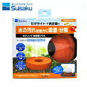 水作 ゼオリング【水槽/熱帯魚/観賞魚/飼育】【生体】【通販/販売】【アクアリウム/あくありうむ】【小型】