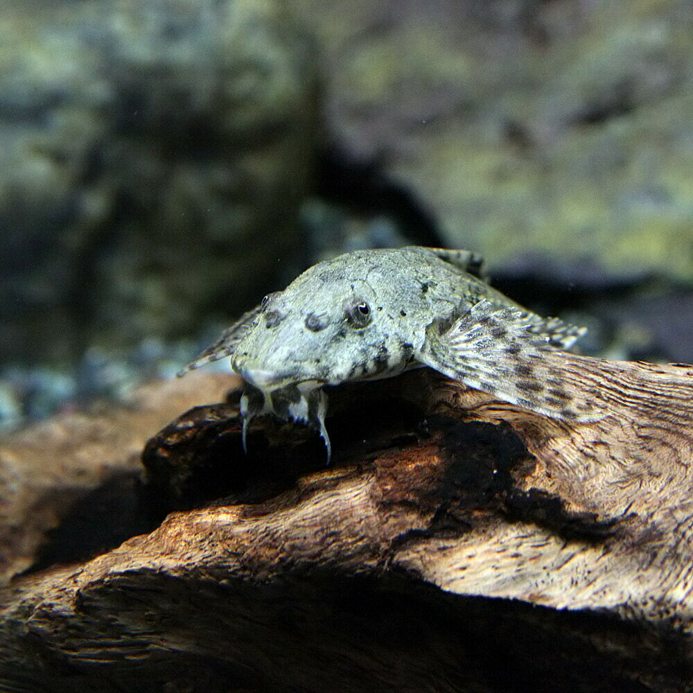 (熱帯魚 生体)ロリカリア (約7-8cm)(...の紹介画像2