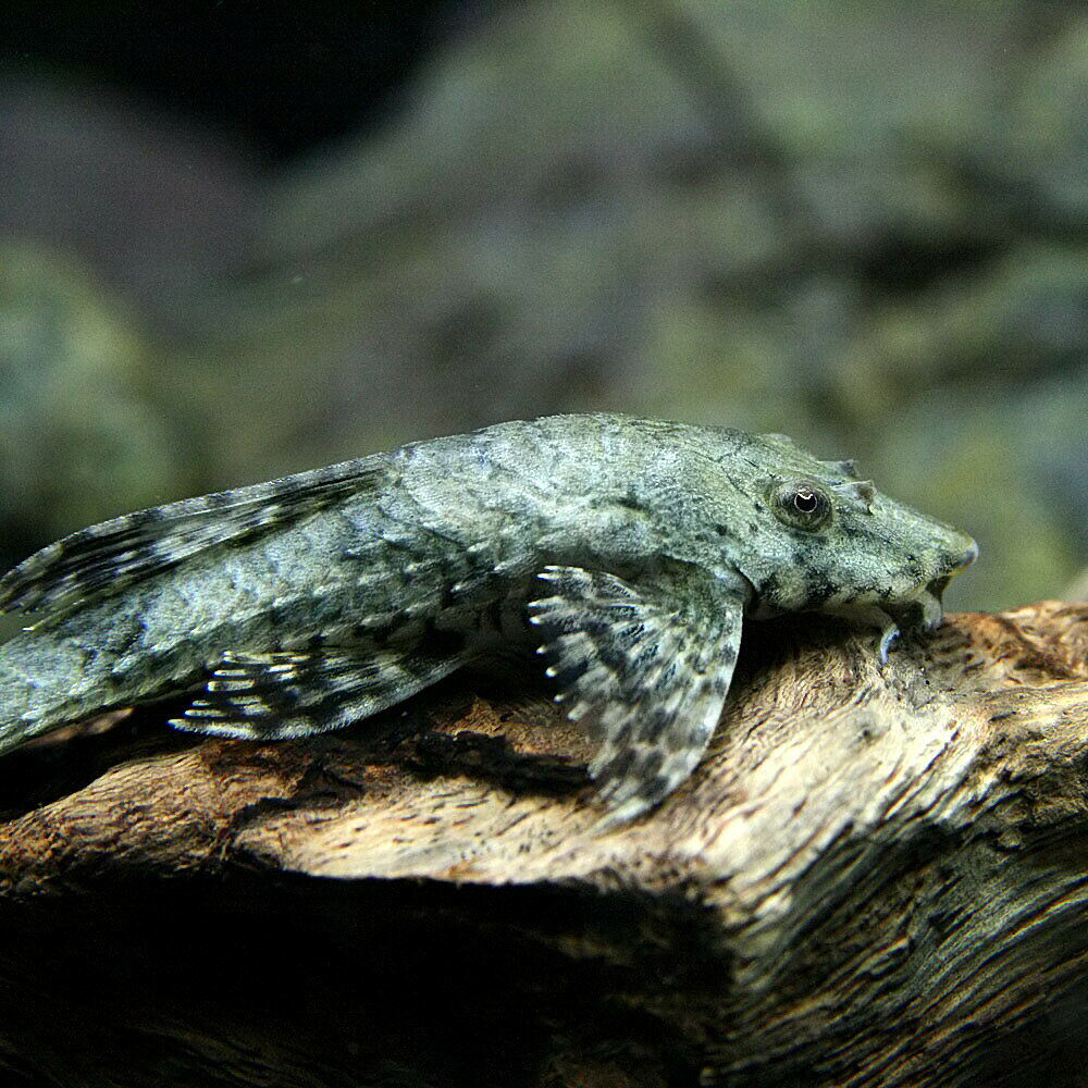 (熱帯魚 生体)ロリカリア (約7-8cm)(...の紹介画像3