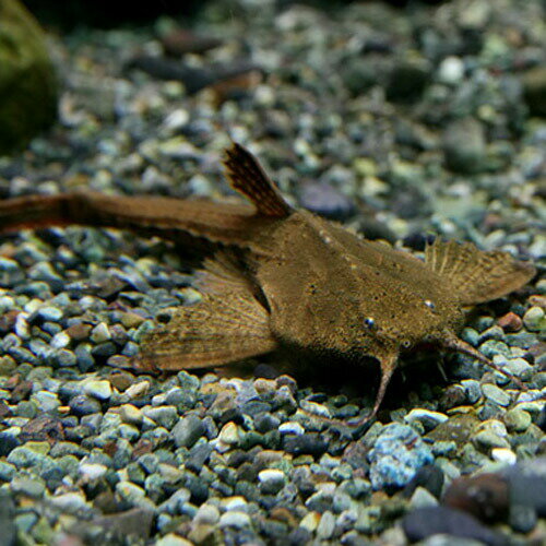 (熱帯魚 生体)バンジョーキャット（約6cm）（1匹）【水槽/熱帯魚/観賞魚/飼育】【生体】【通販/販売】【アクアリウム/あくありうむ】