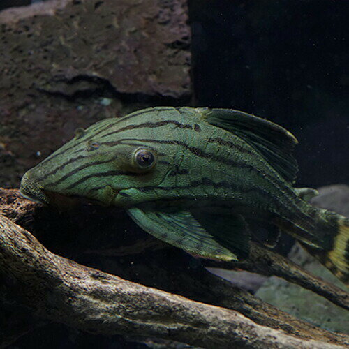 (熱帯魚 生体)グリーンロイヤルプレコ　（約12cm）（1匹）【水槽/熱帯魚/観賞魚/飼育】【生体】【通販/販売】【アクアリウム/あくありうむ】【小型】