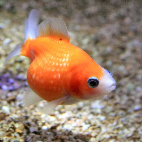 金魚 ピンポンパール 生体の見方