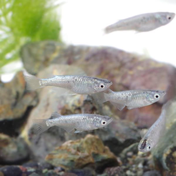 （めだか）ブルースターダストメダカ　（約2-2.5cm）（10匹）【水槽/熱帯魚/観賞魚/飼育】【生体】【通販/販売】【アクアリウム/あくありうむ】